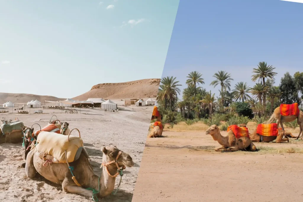 palmeraie marrakech vs agafay desert
